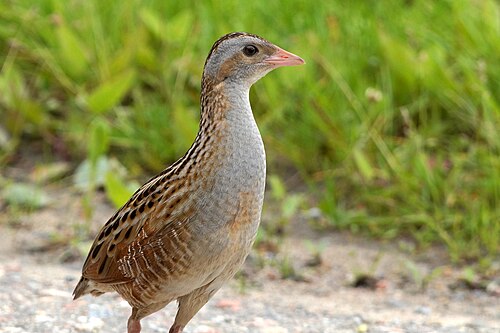 Corn crake